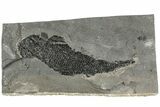 Devonian Lobe-Finned Fish (Osteolepis) - Scotland #206433-1